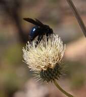 Imagem de Xylocopa californica Cresson 1864