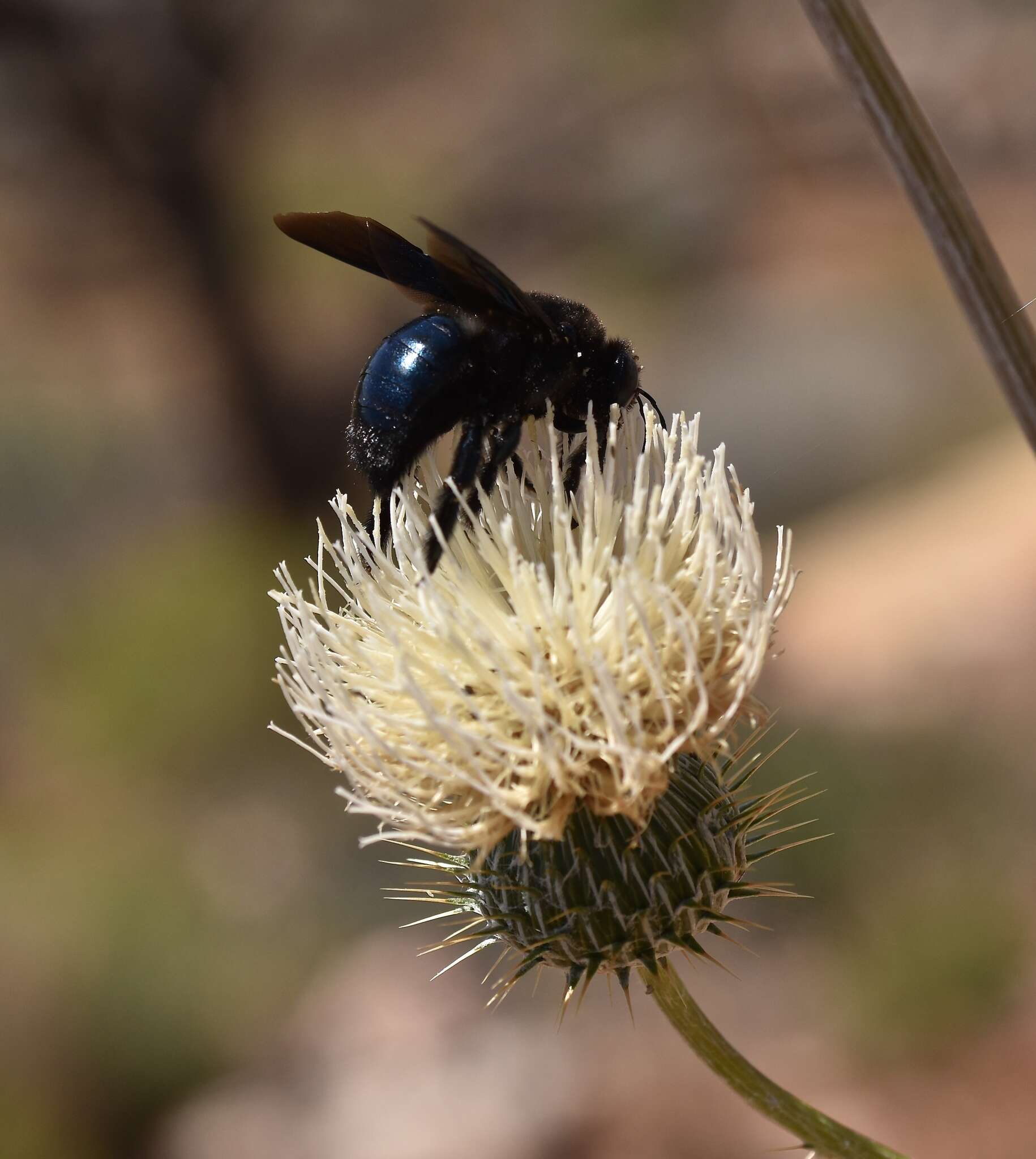 Image of Western Carpenter Bee