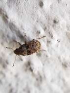 Image of Coffee Bean Weevil