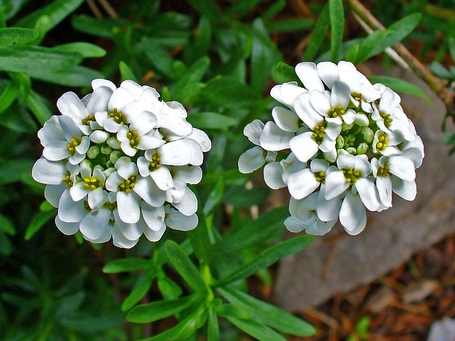 Plancia ëd Iberis sempervirens L.