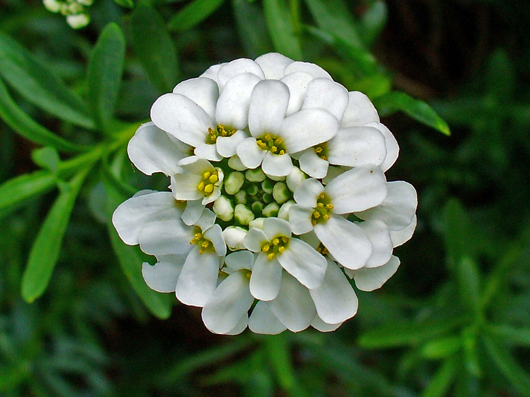 Imagem de Iberis sempervirens L.