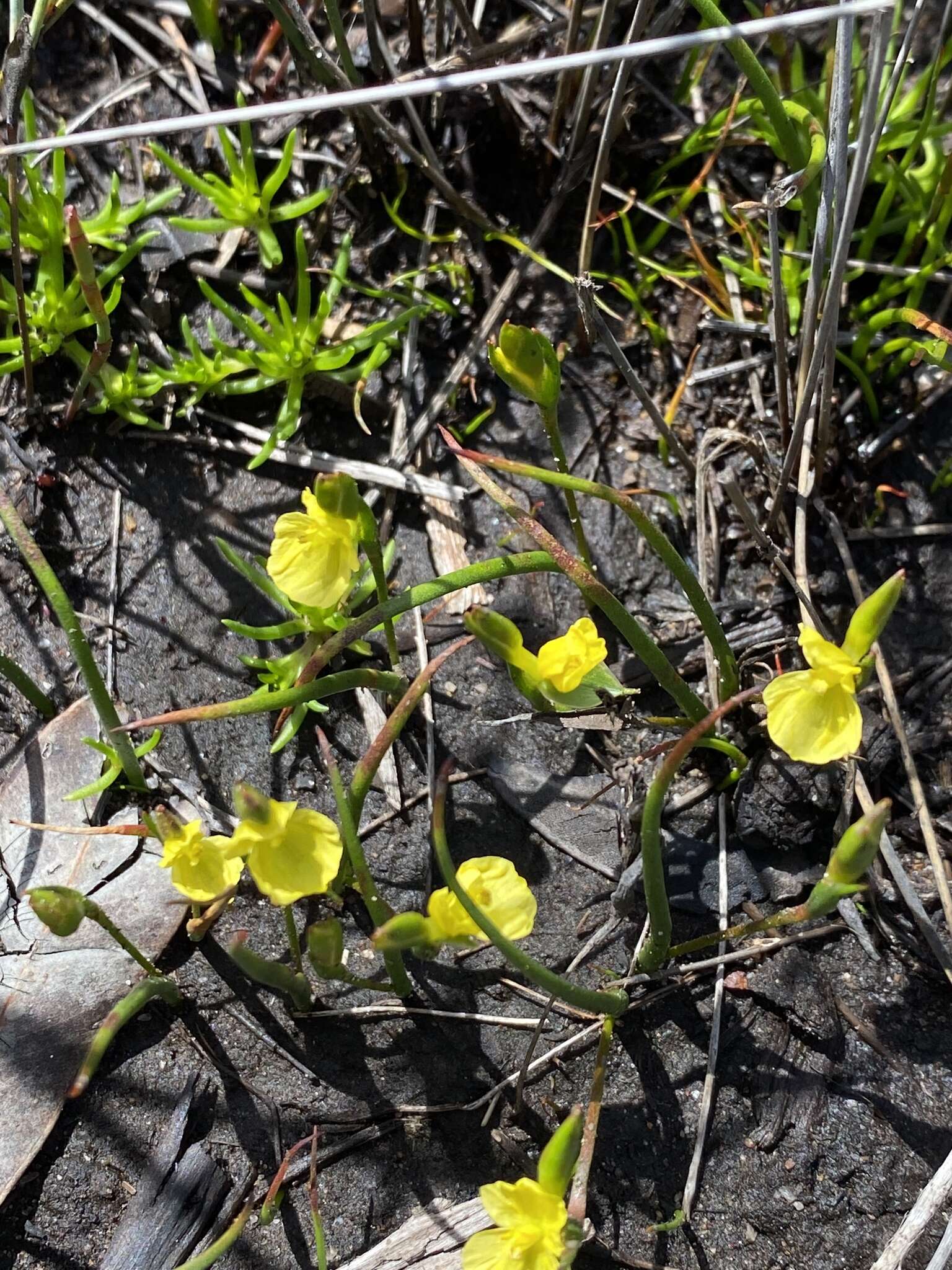 Philydrella pygmaea subsp. pygmaea resmi