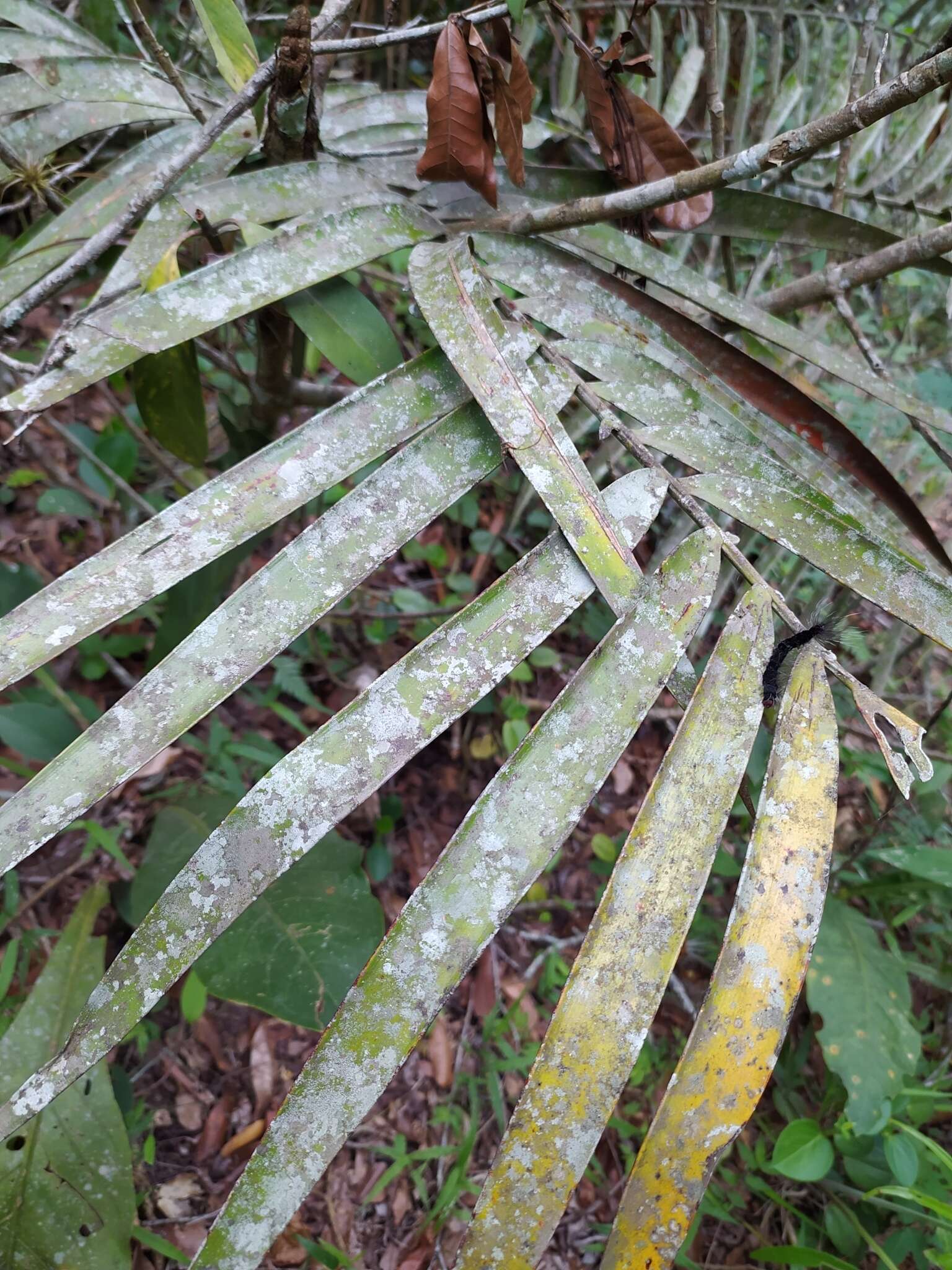 Image of Cycad