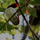 Image of King Bird-of-Paradise