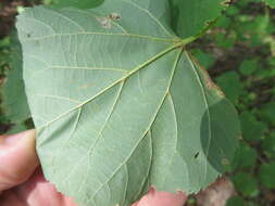 Image of Littleleaf Linden