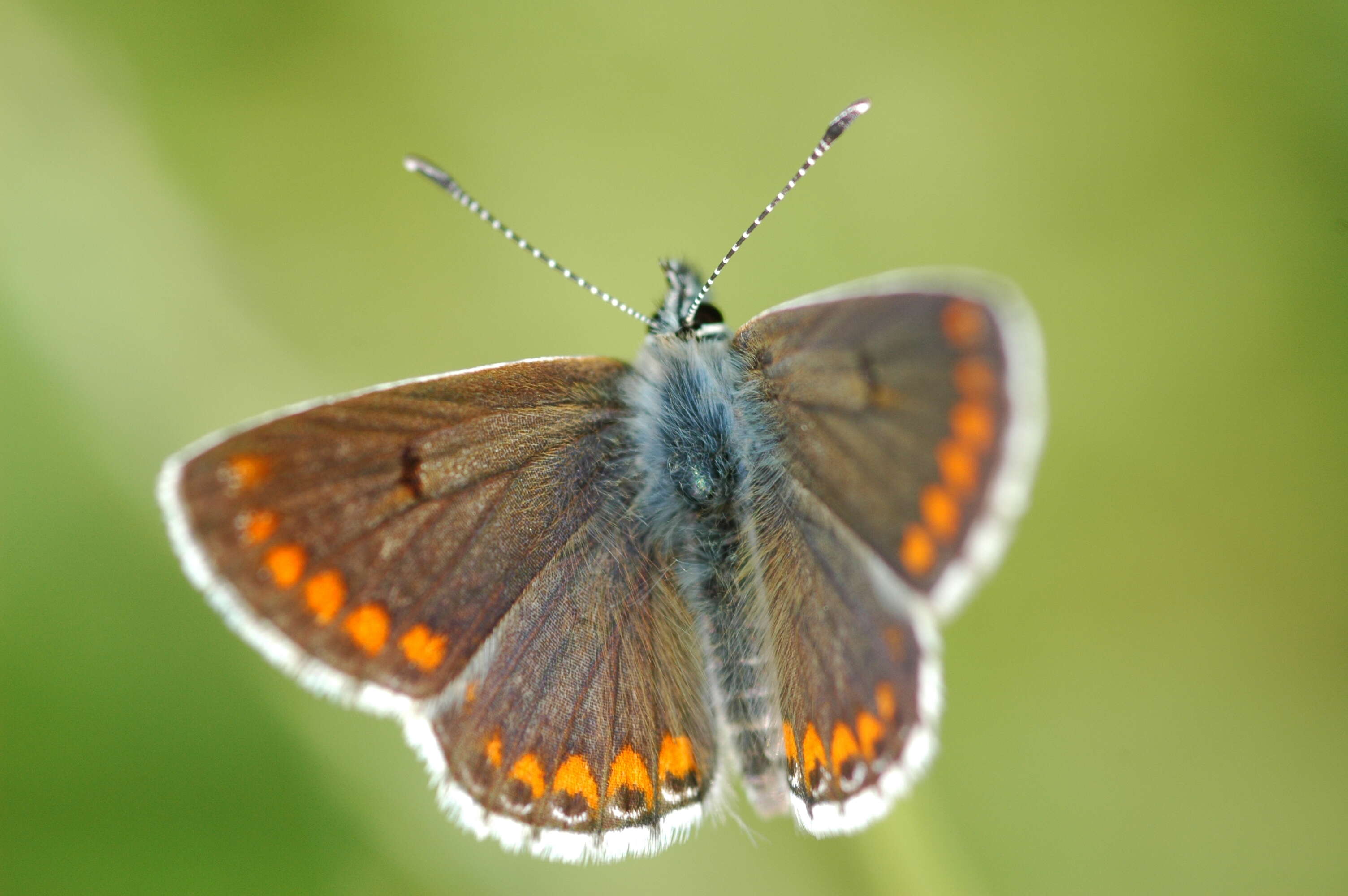 Image of brown argus