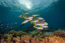 Image of Diagonal banded sweetlips