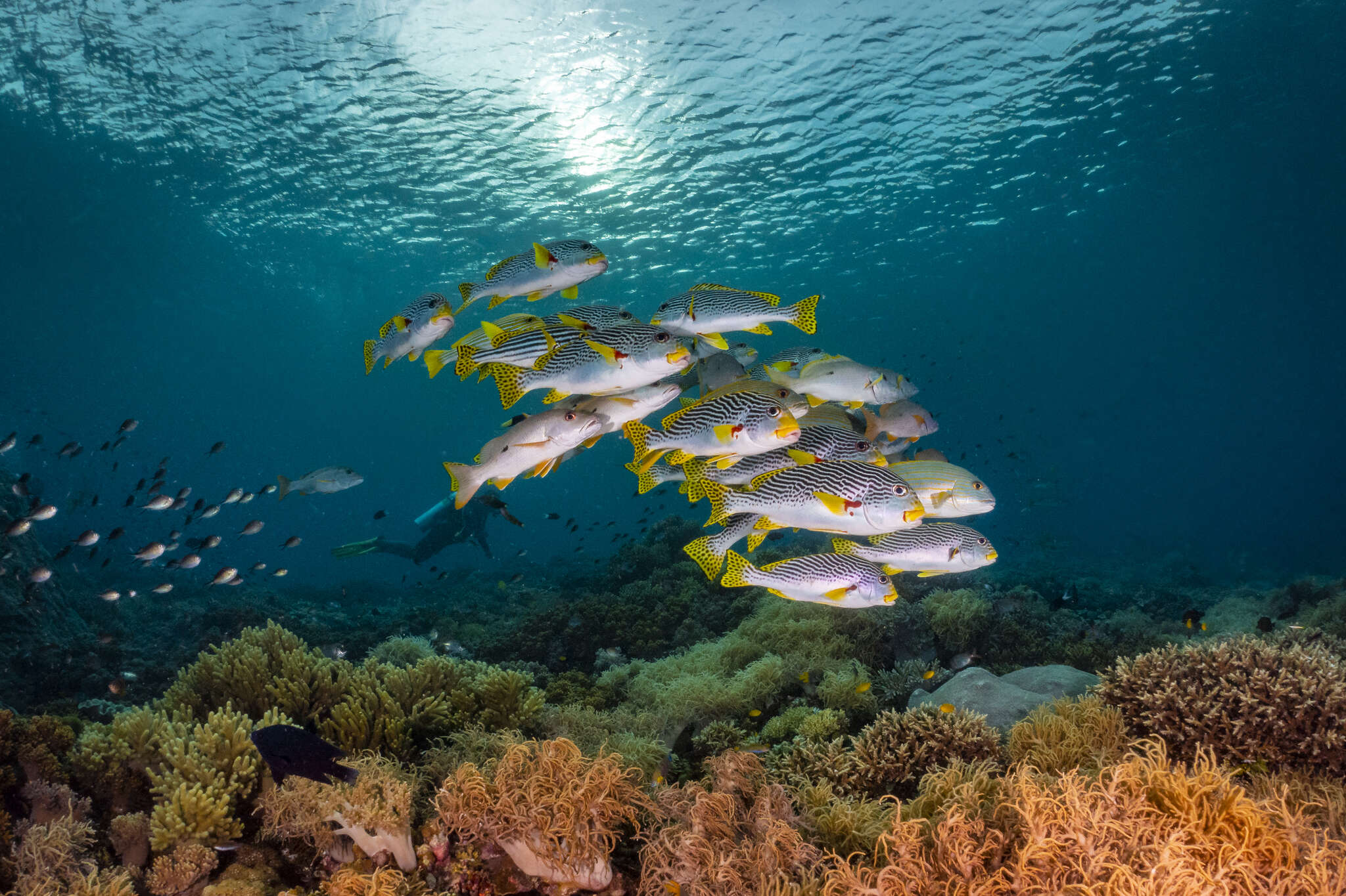 Image of Diagonal banded sweetlips