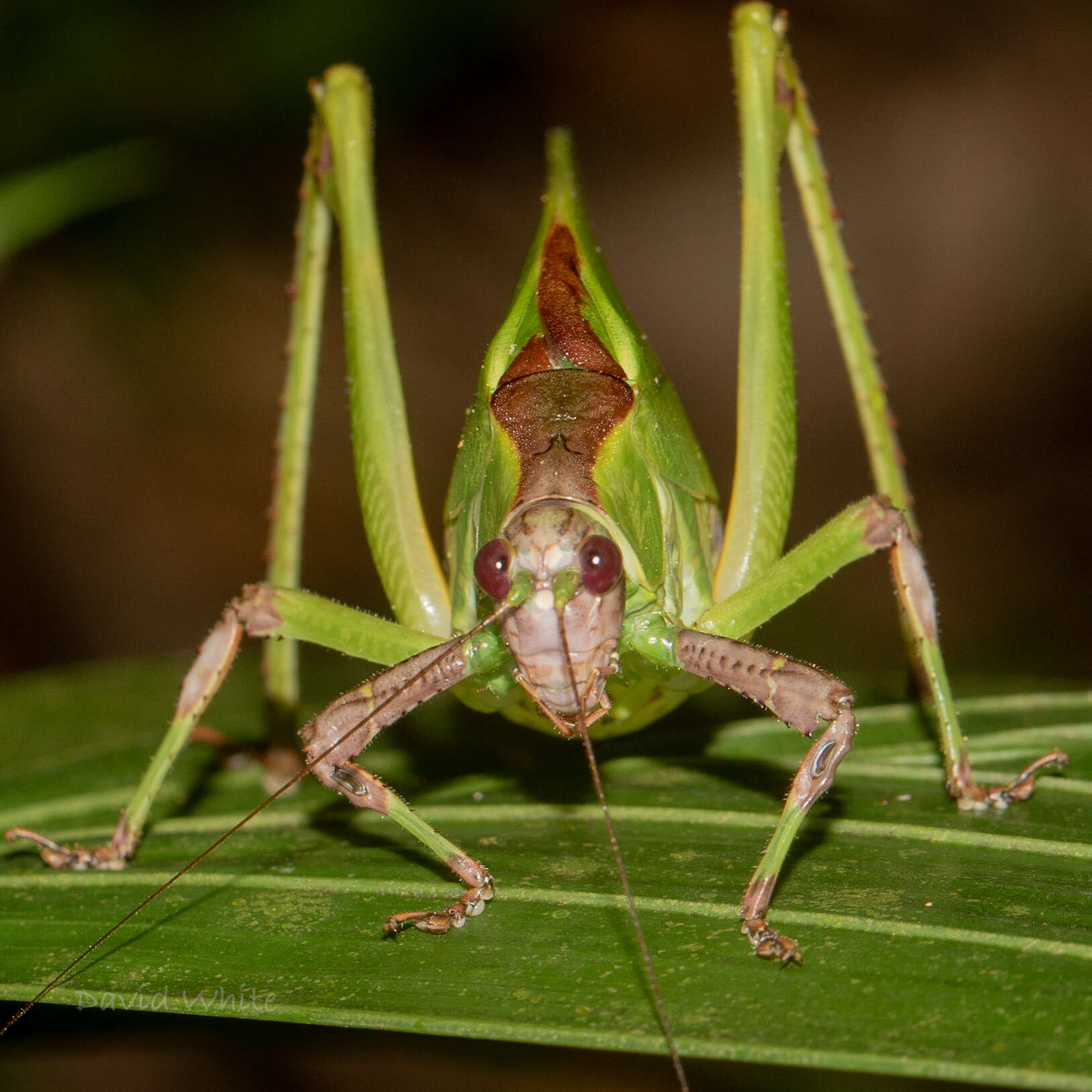 Image of Ephippitytha kuranda Rentz, D. C. F., Y. Su & Ueshima 2008