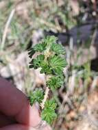 Image of whitestem gooseberry