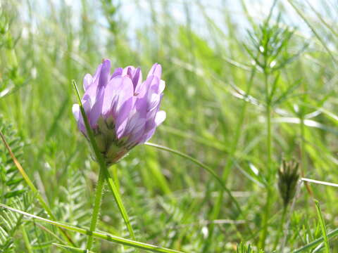 Image of Astragalus danicus Retz.