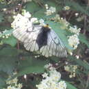 Parnassius glacialis Butler 1866 resmi