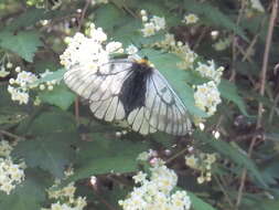 Plancia ëd Parnassius glacialis Butler 1866