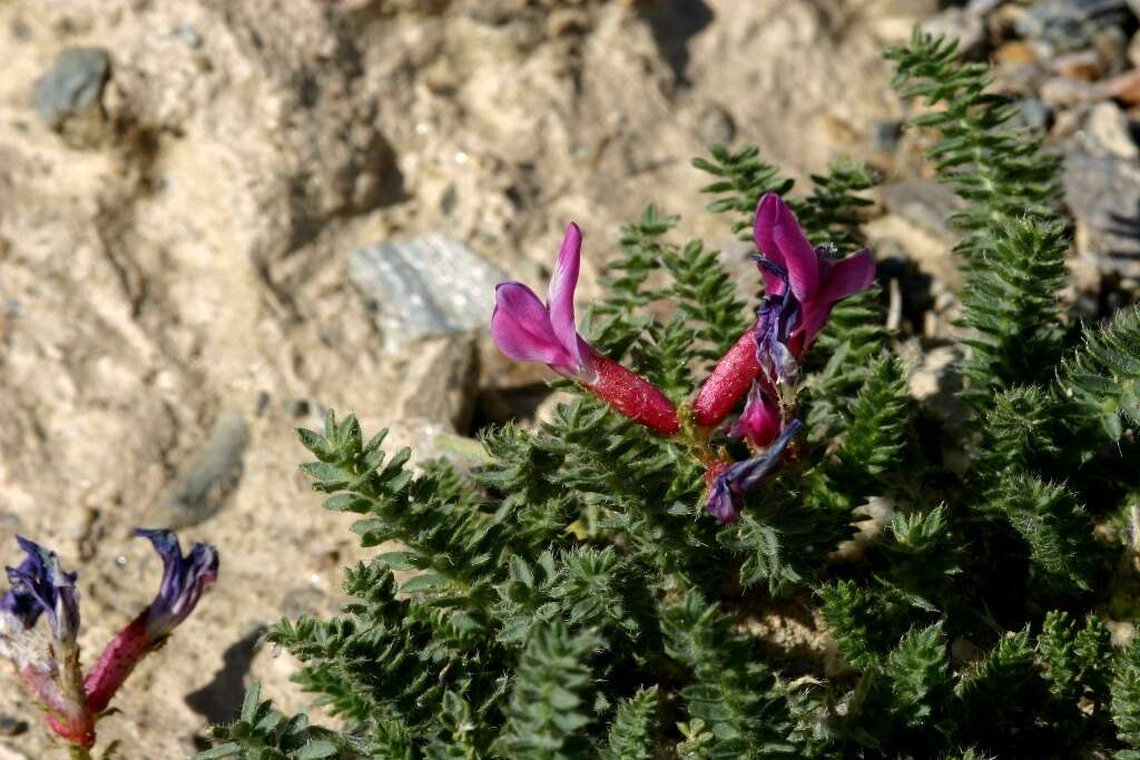 Plancia ëd Oxytropis microphylla (Pall.) DC.