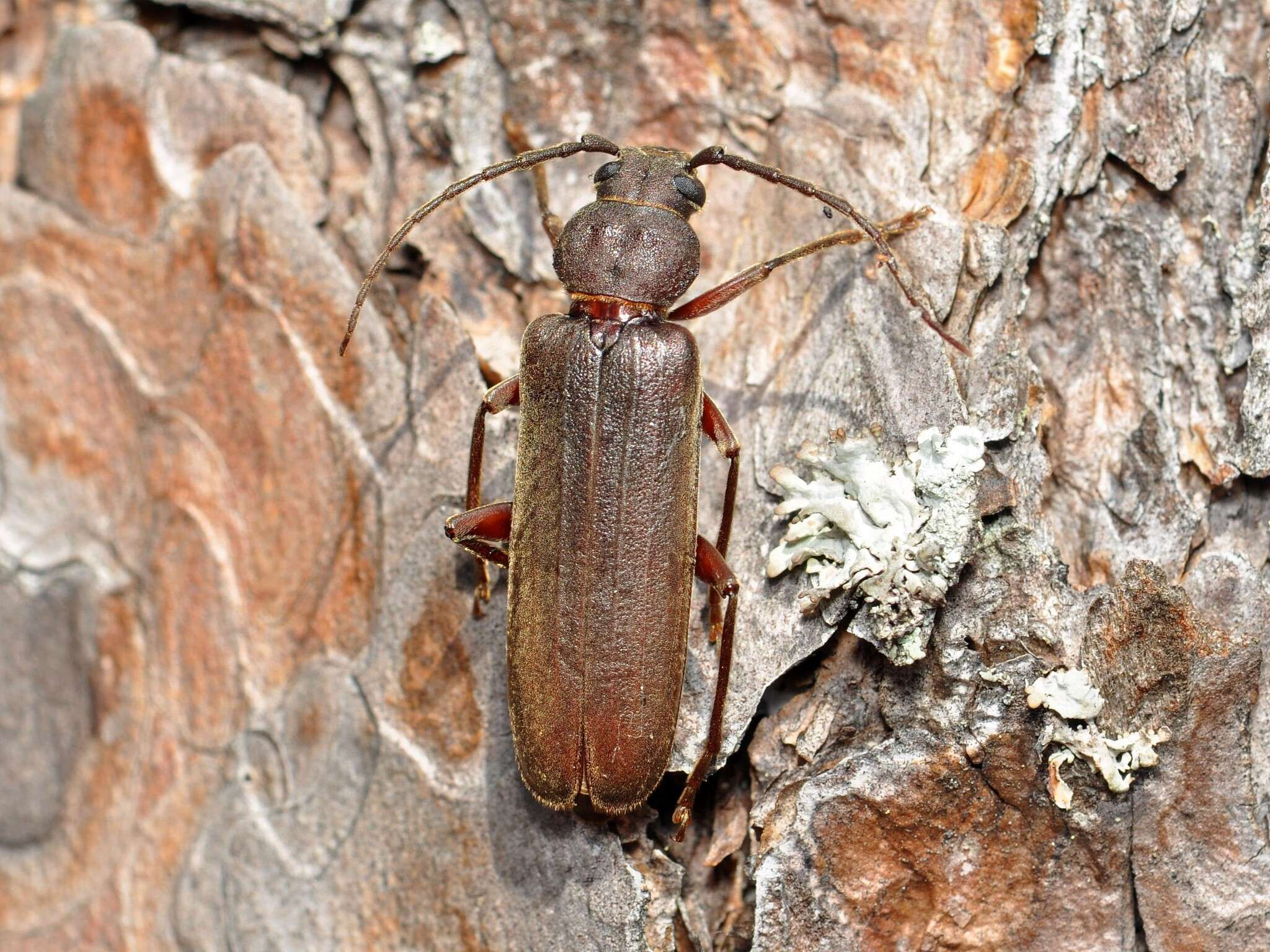 Plancia ëd Arhopalus rusticus (Linné 1758)