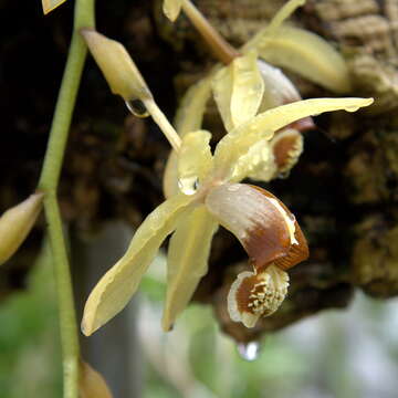 Image of Coelogyne tomentosa Lindl.