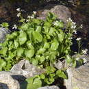 Imagem de Cardamine asarifolia L.