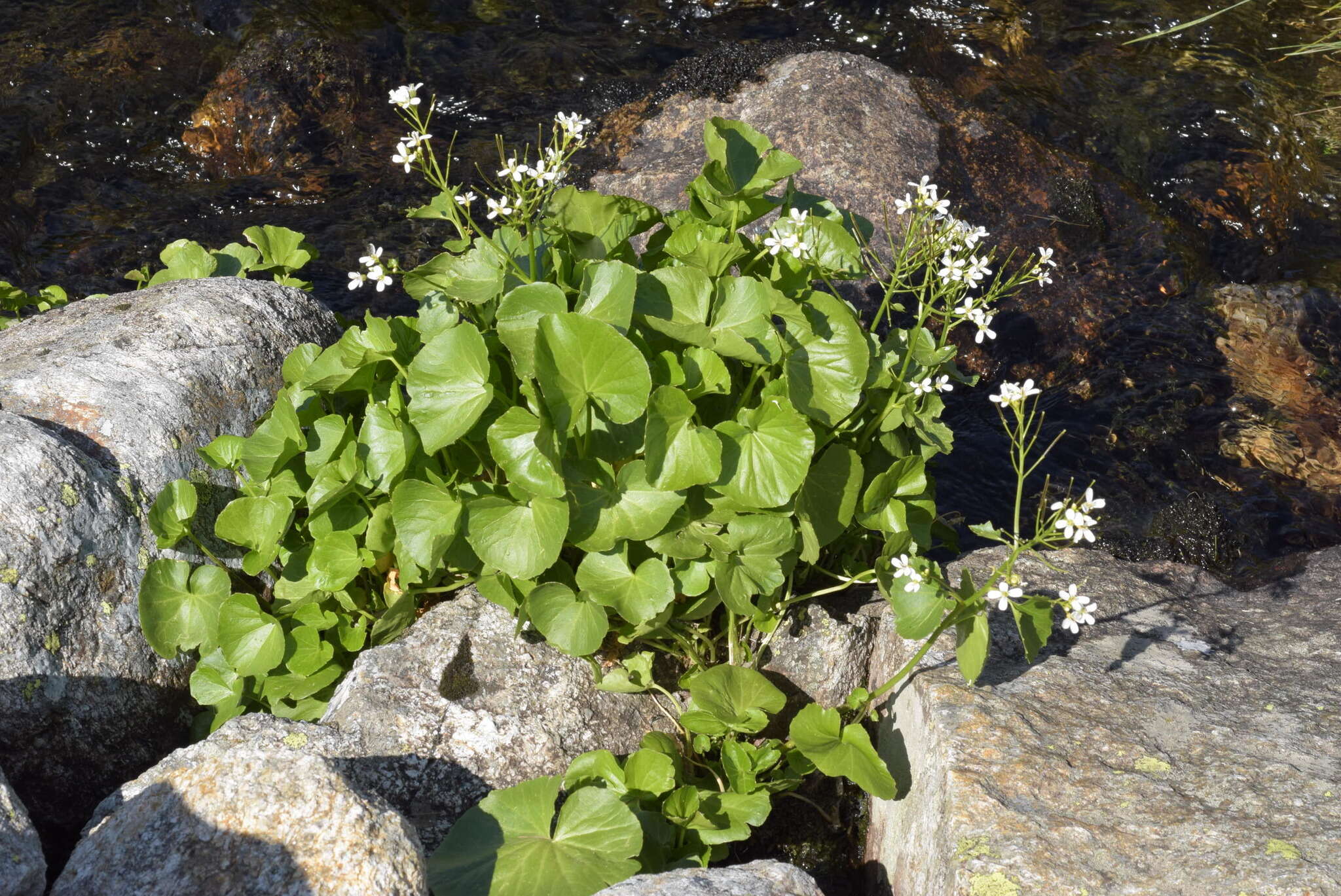 Imagem de Cardamine asarifolia L.