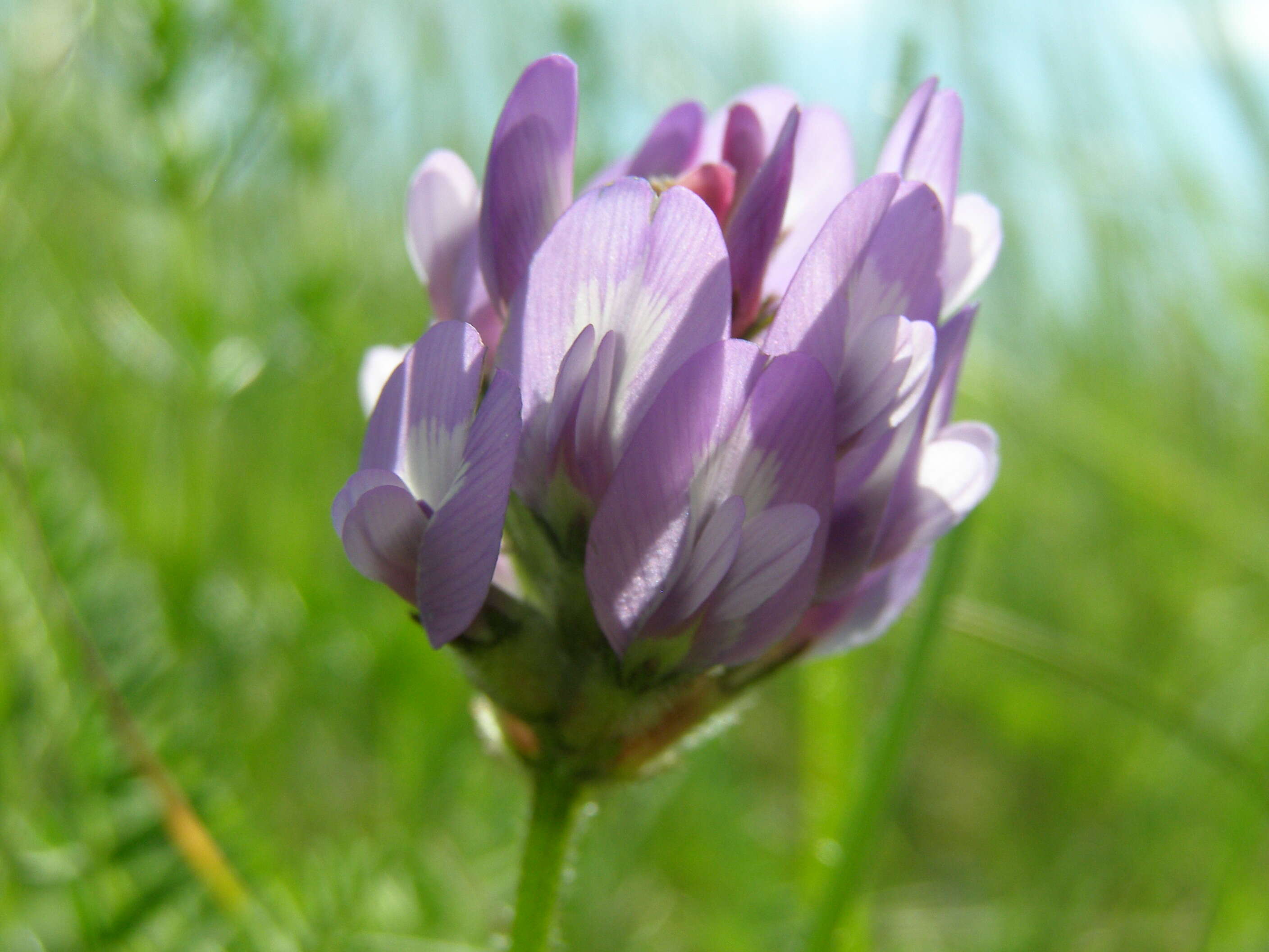 Image of Astragalus danicus Retz.