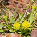 Слика од Polygala nana (Michx.) DC.