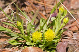 Image of candyroot