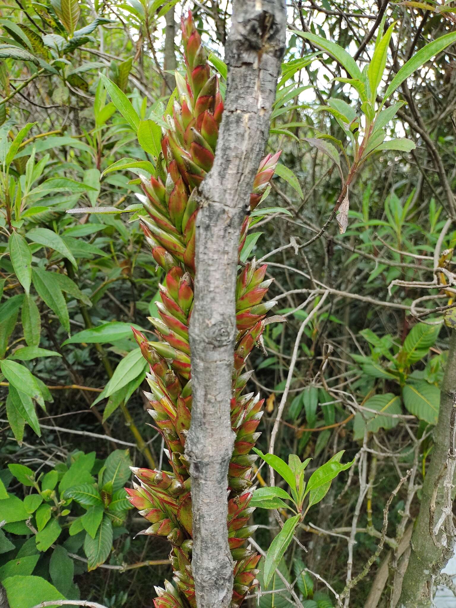 Imagem de Tillandsia pastensis André