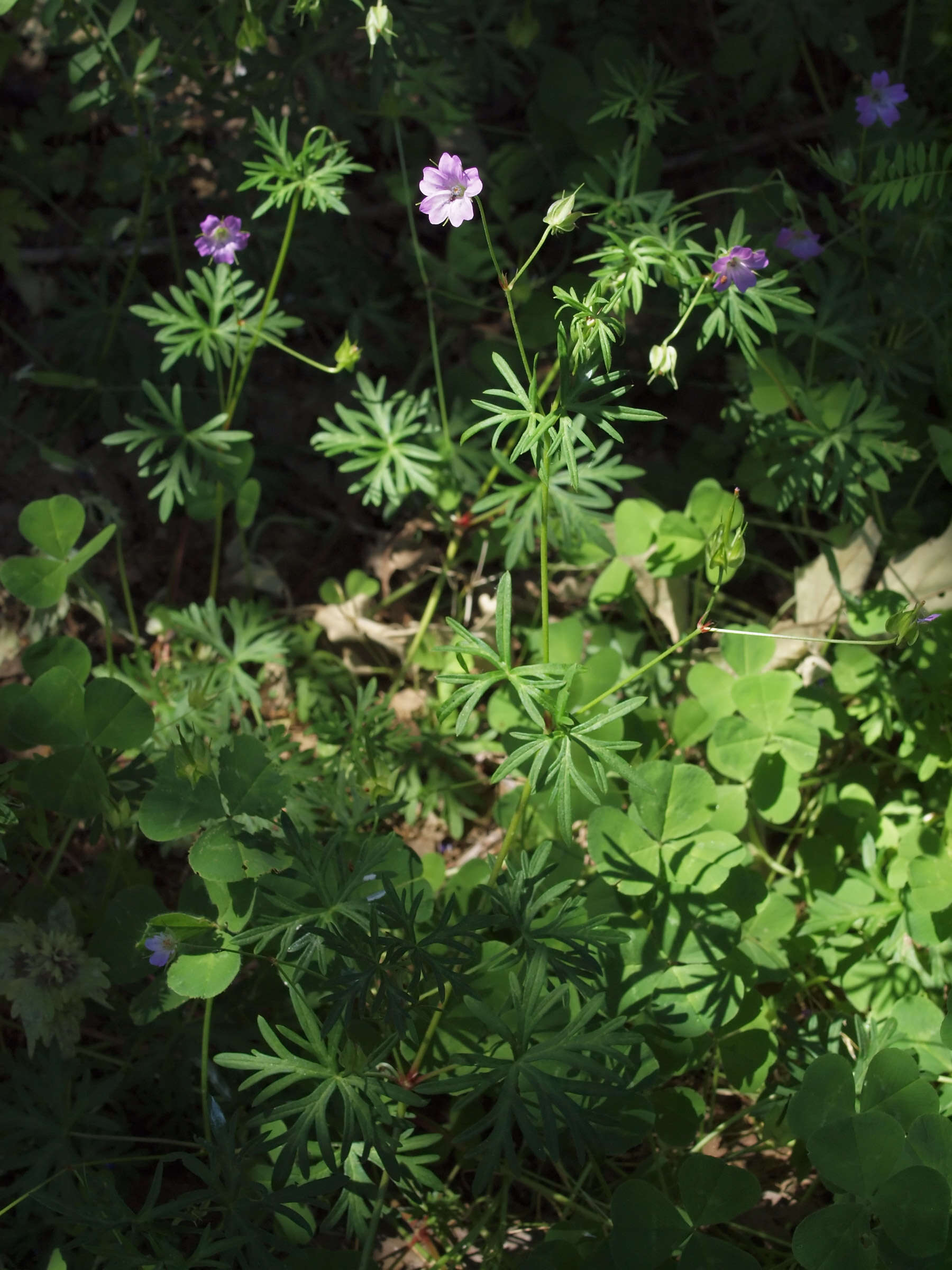 Imagem de Geranium columbinum L.