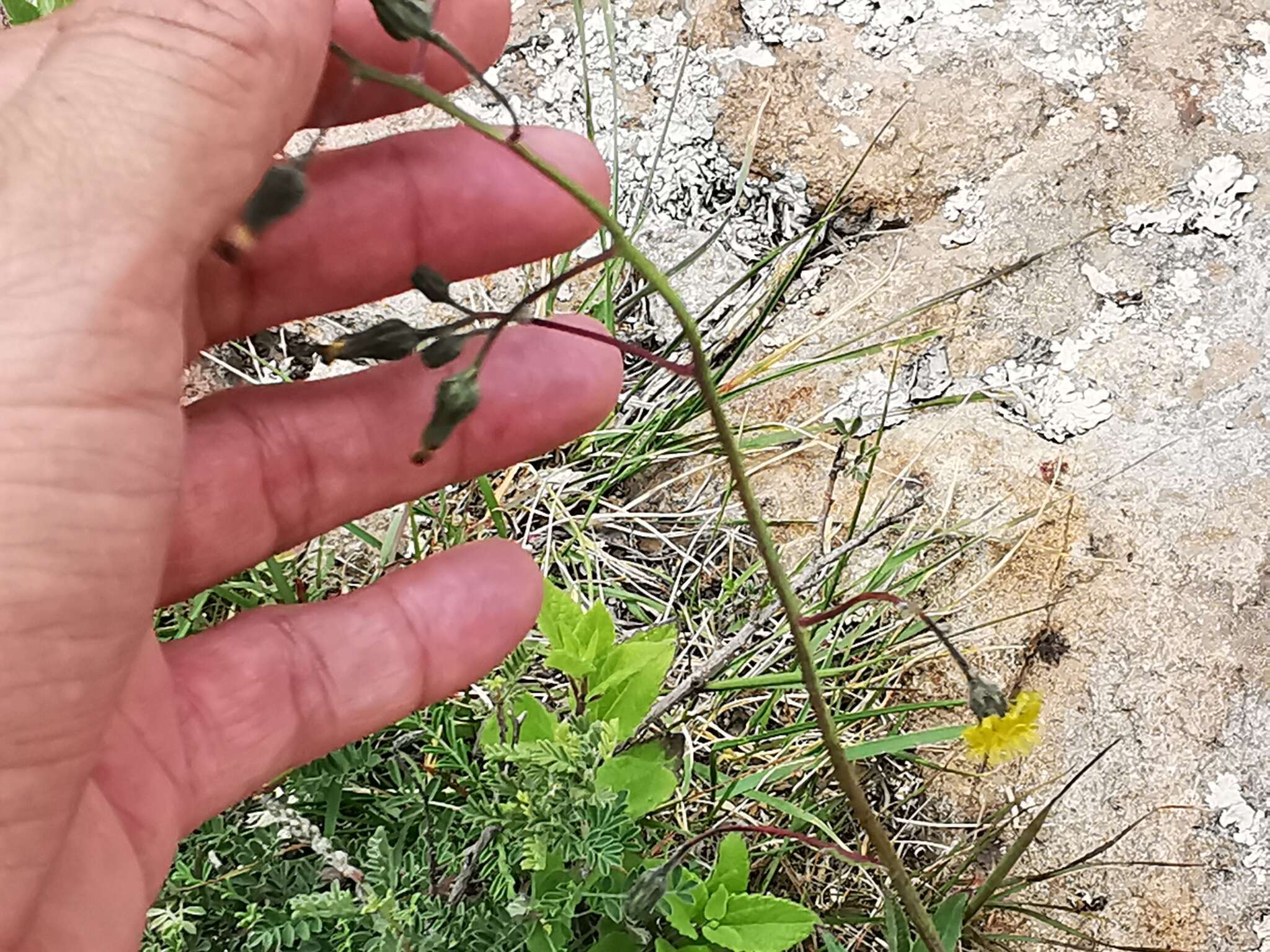 Image of Rusby's hawkweed