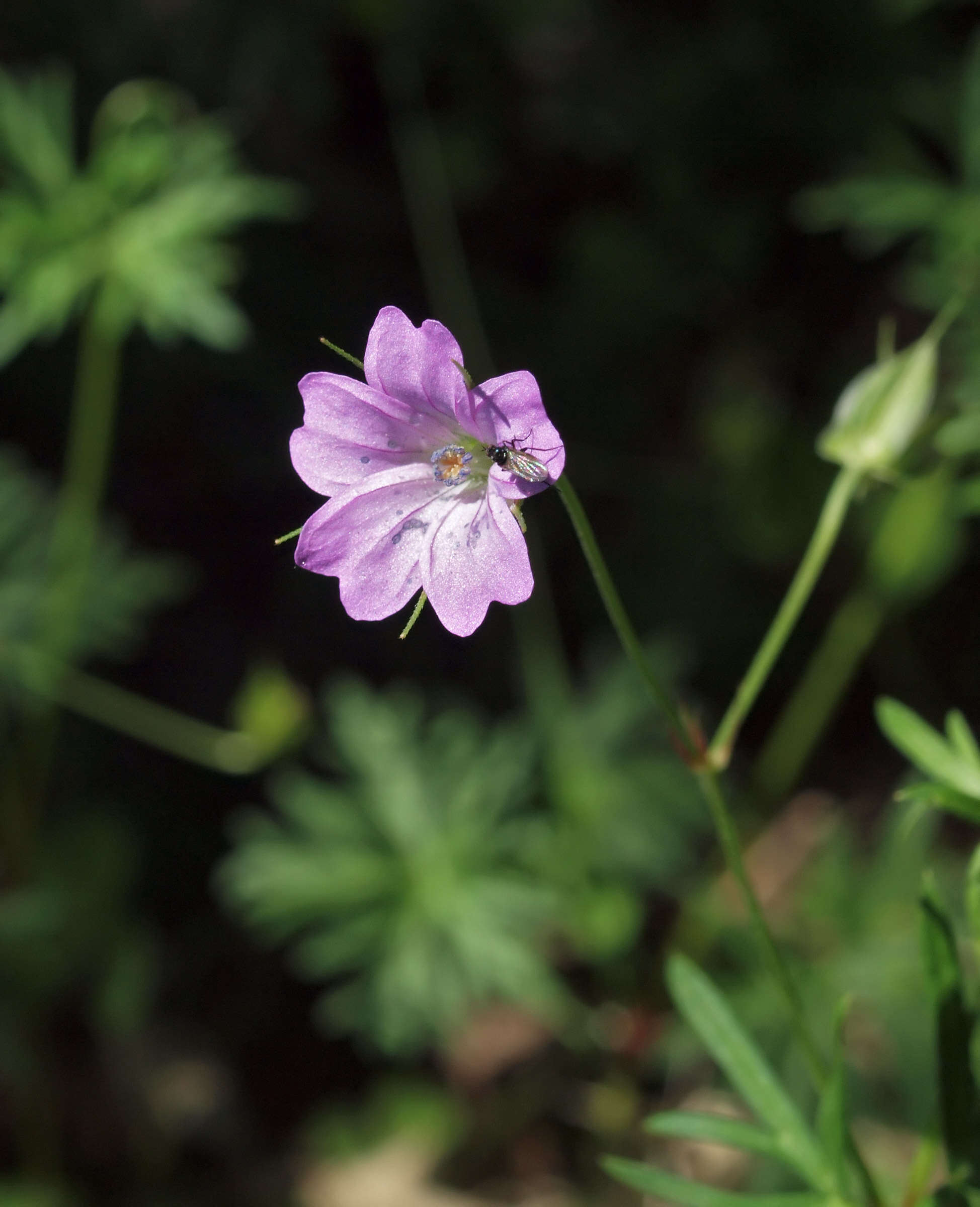 Imagem de Geranium columbinum L.