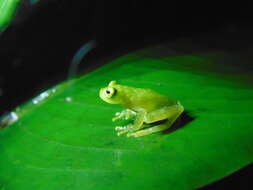 Image of Fleischmann's Glass Frog