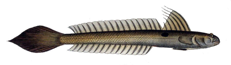 Image of Gobionellus