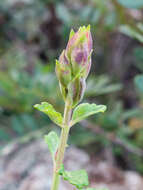 Sivun Teucrium flavum subsp. glaucum (Jord. & Fourr.) Ronniger kuva