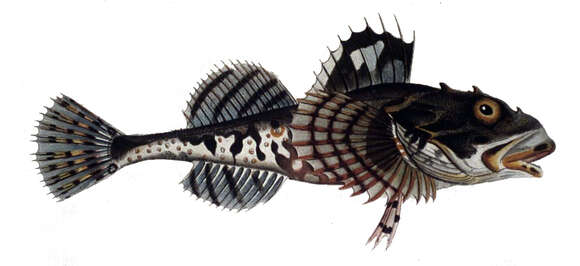 Imagem de Myoxocephalus scorpius (Linnaeus 1758)