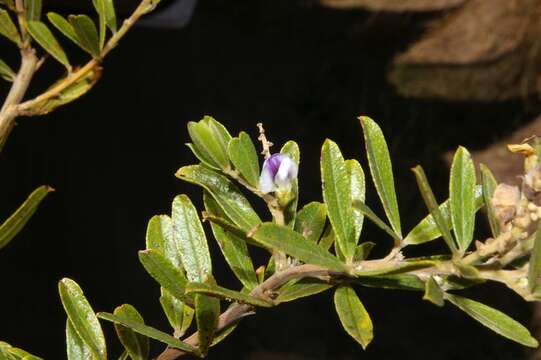 Image of Grassland blue pea