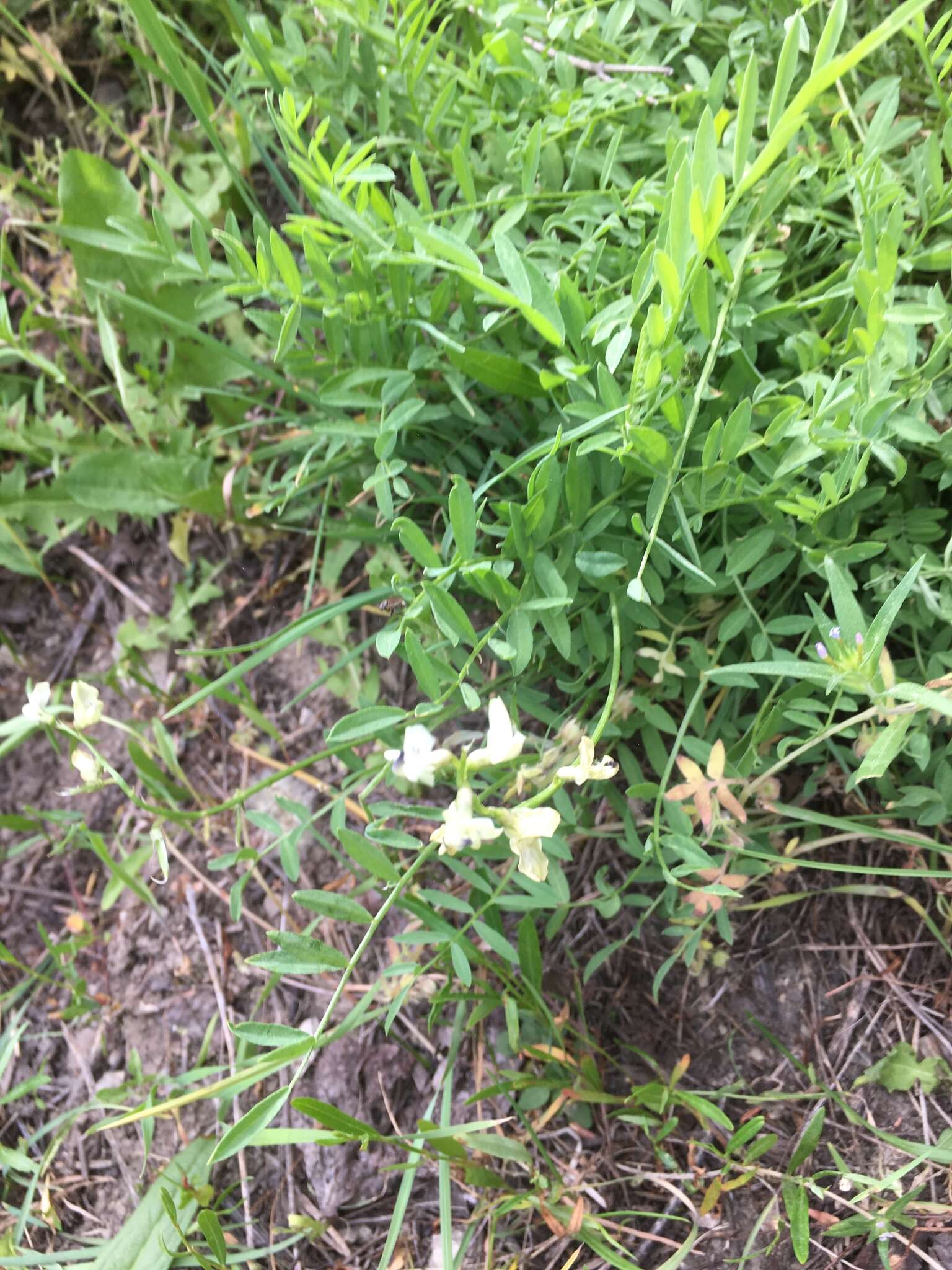 Image of timber milkvetch