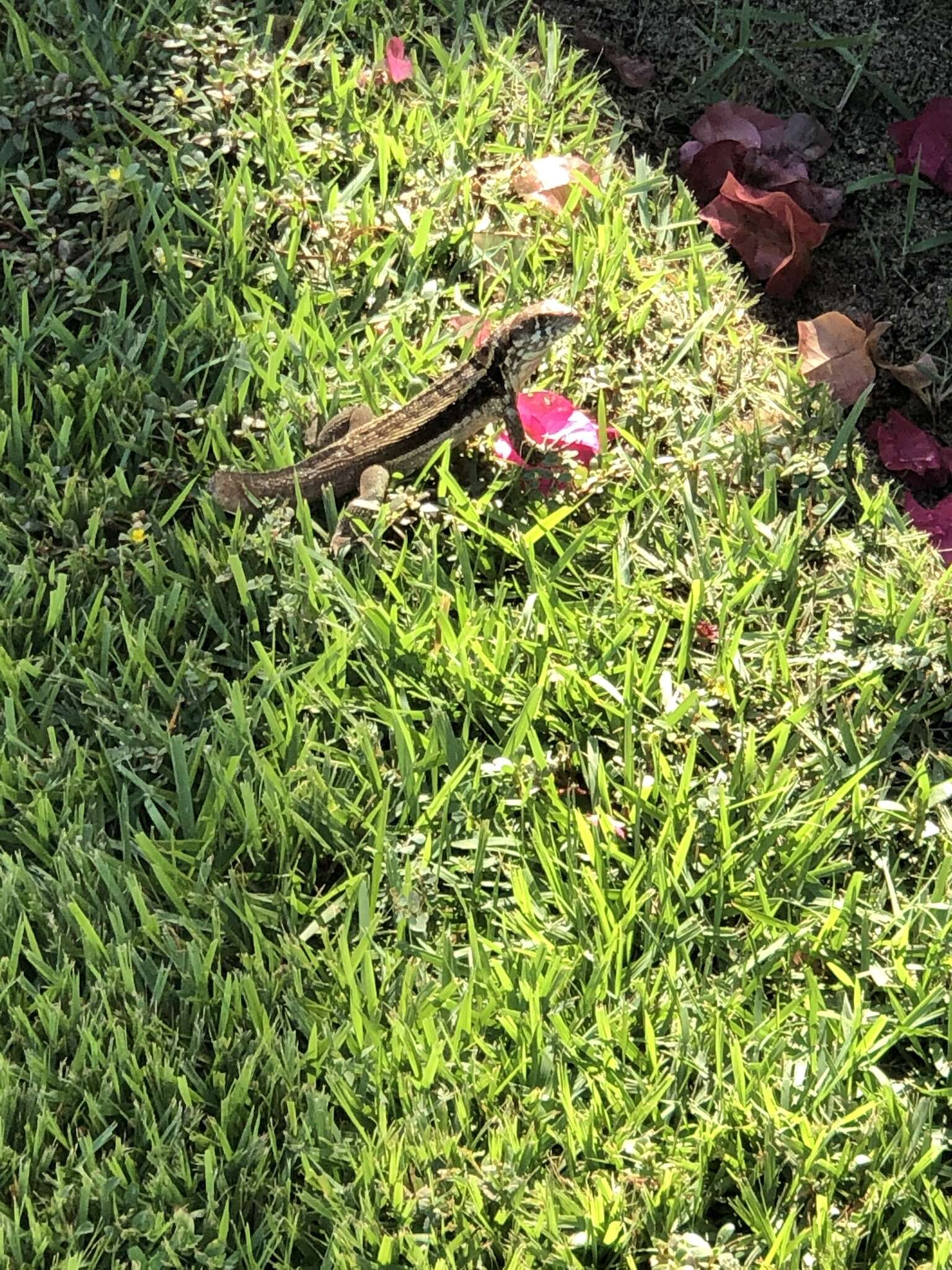 Image of Bastion Cay Curlytail Lizard