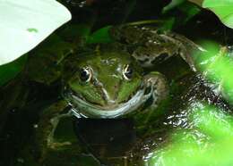 Image of Eurasian Marsh Frog