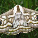 Image of Apollo Marbled Emperor