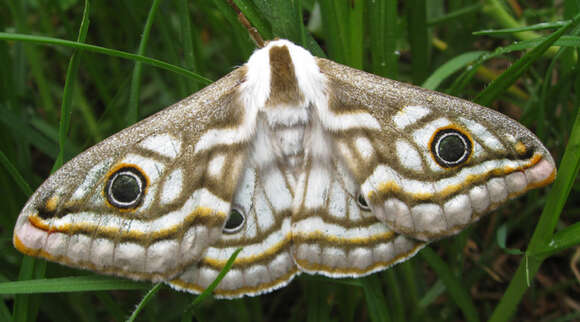 Image of Southern Marbled Emperor