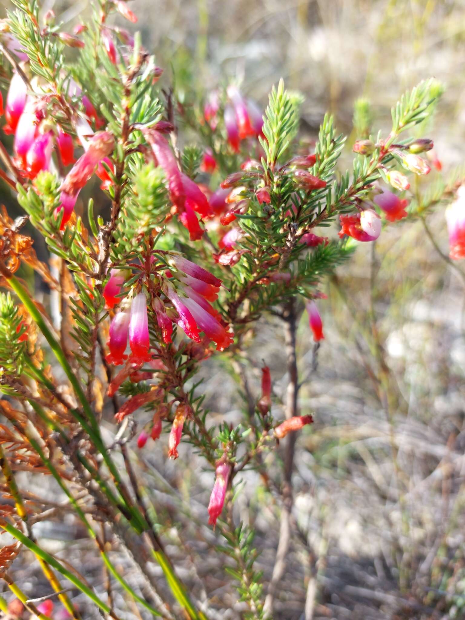 Image of Erica regia Bartl.