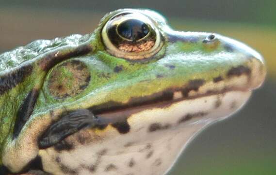 Image de Petite grenouille verte