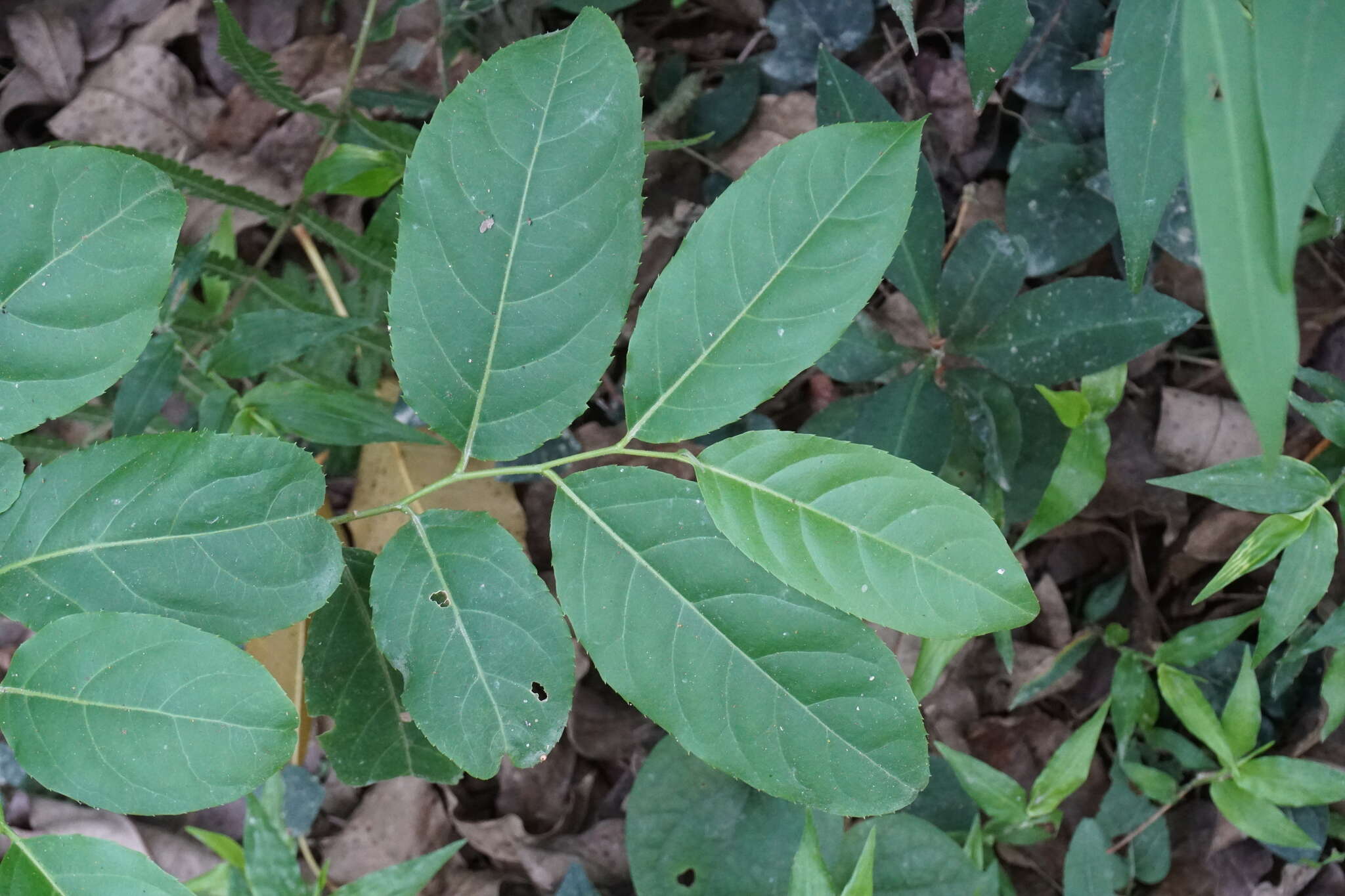 Image of Casearia membranacea Hance