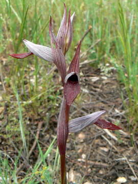 صورة Serapias strictiflora Welw. ex Veiga