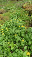 Слика од Doronicum altaicum Pall.