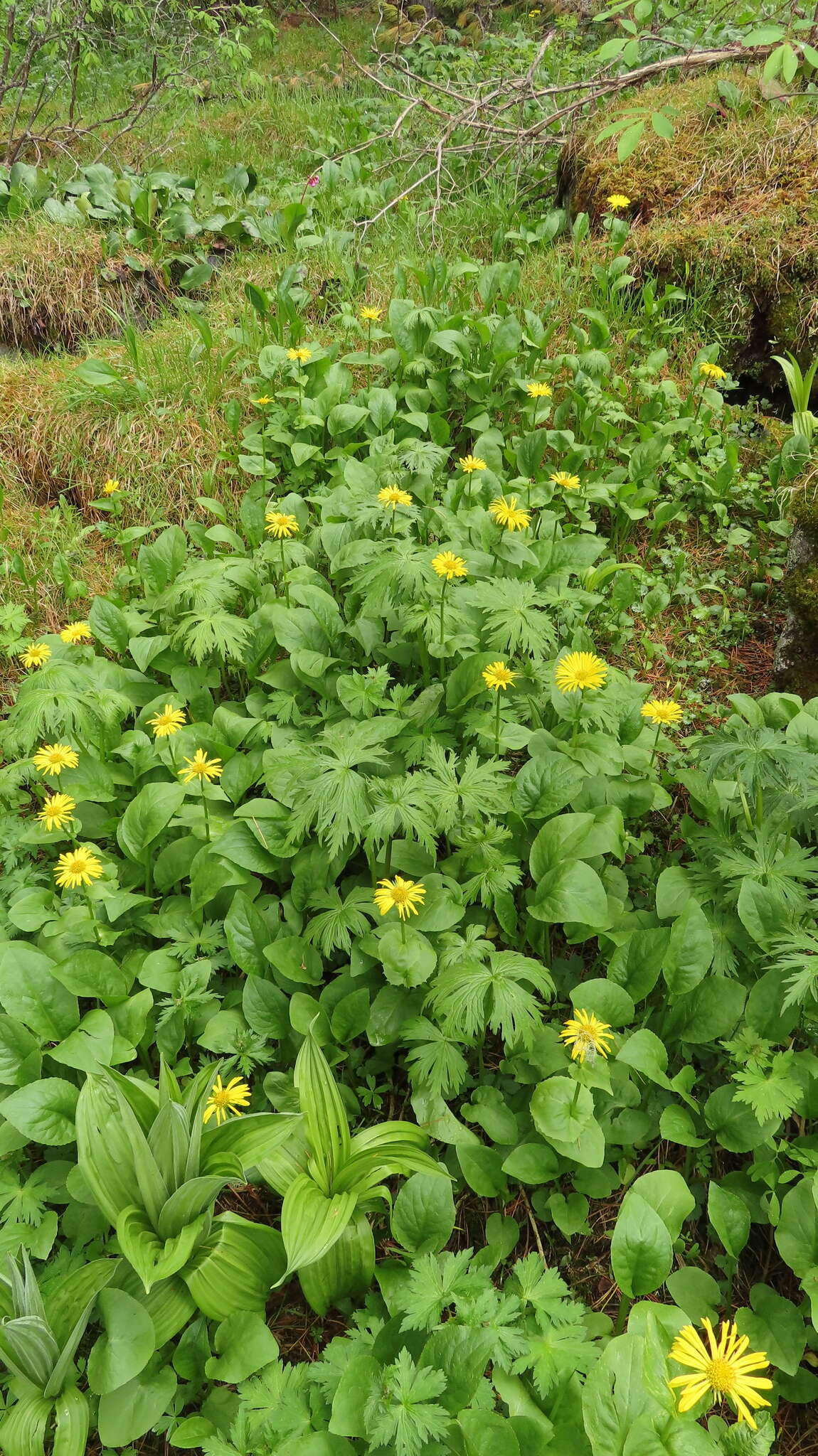 Image of Doronicum altaicum Pall.