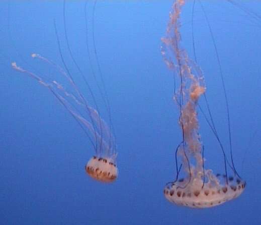 Image of purple-striped jellyfish