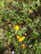 Слика од Vachellia farnesiana var. pinetorum (F. J. Herm.) Seigler & Ebinger