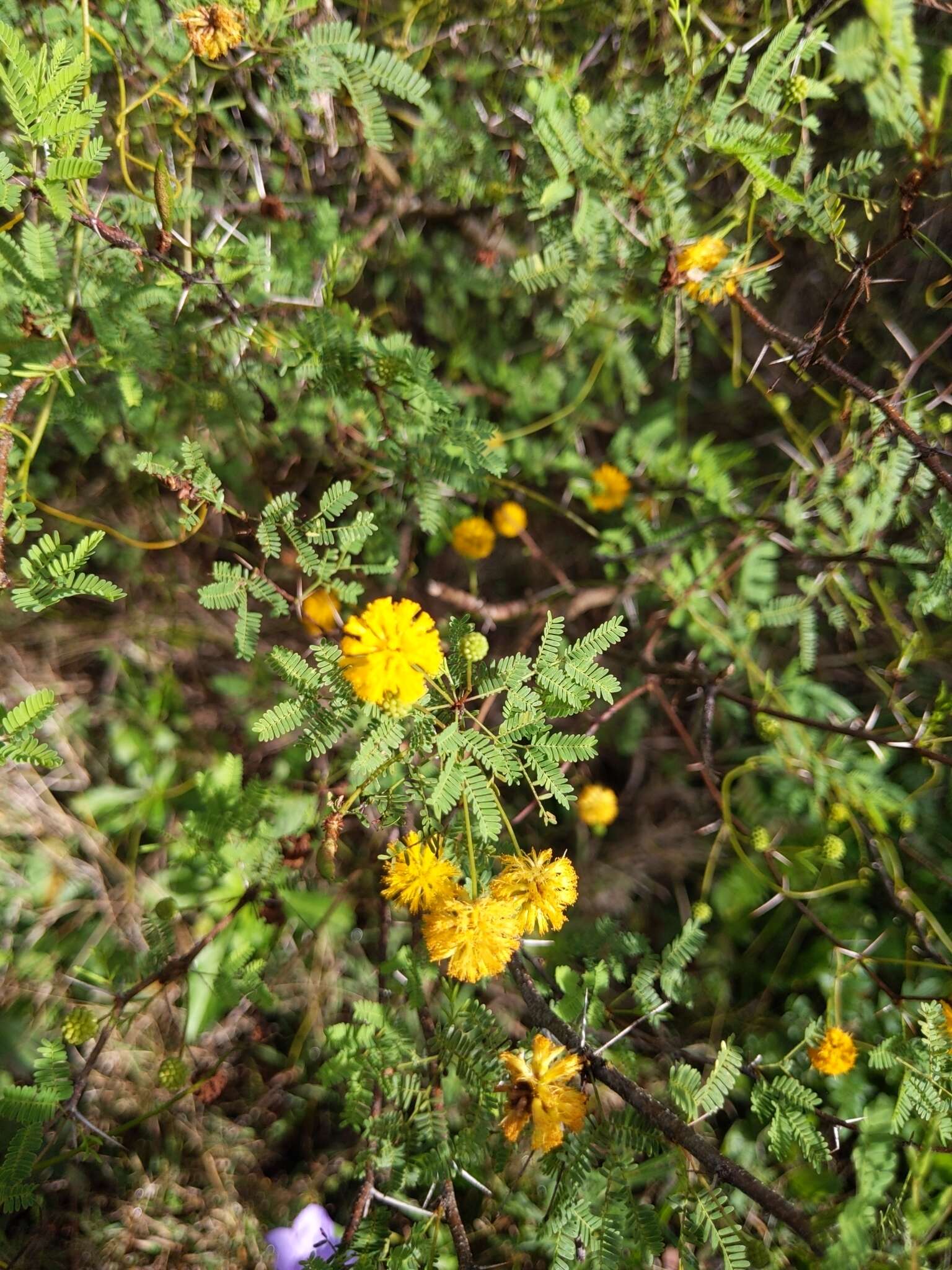 Слика од Vachellia farnesiana var. pinetorum (F. J. Herm.) Seigler & Ebinger