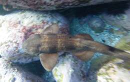 Image of blind sharks