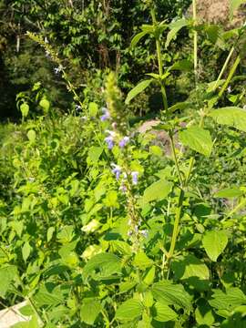 Image of Salvia xalapensis Benth.